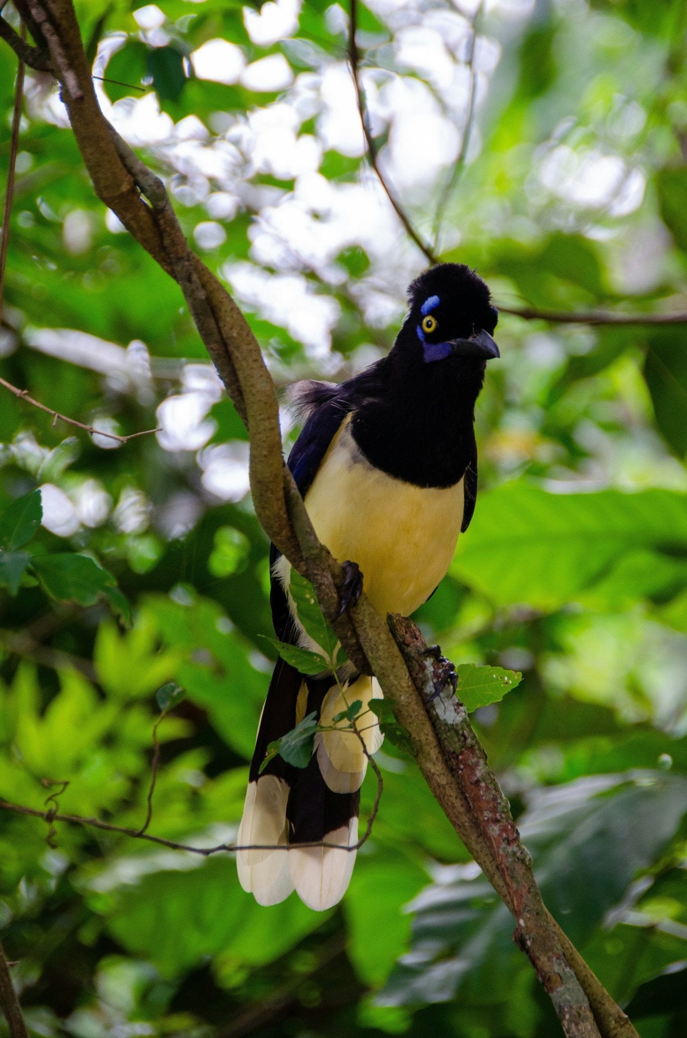 Servicio Familiar Parque Nacional Iguazú - Reserva de Guías de Turismo y más servicios - Cataratas del Iguazú