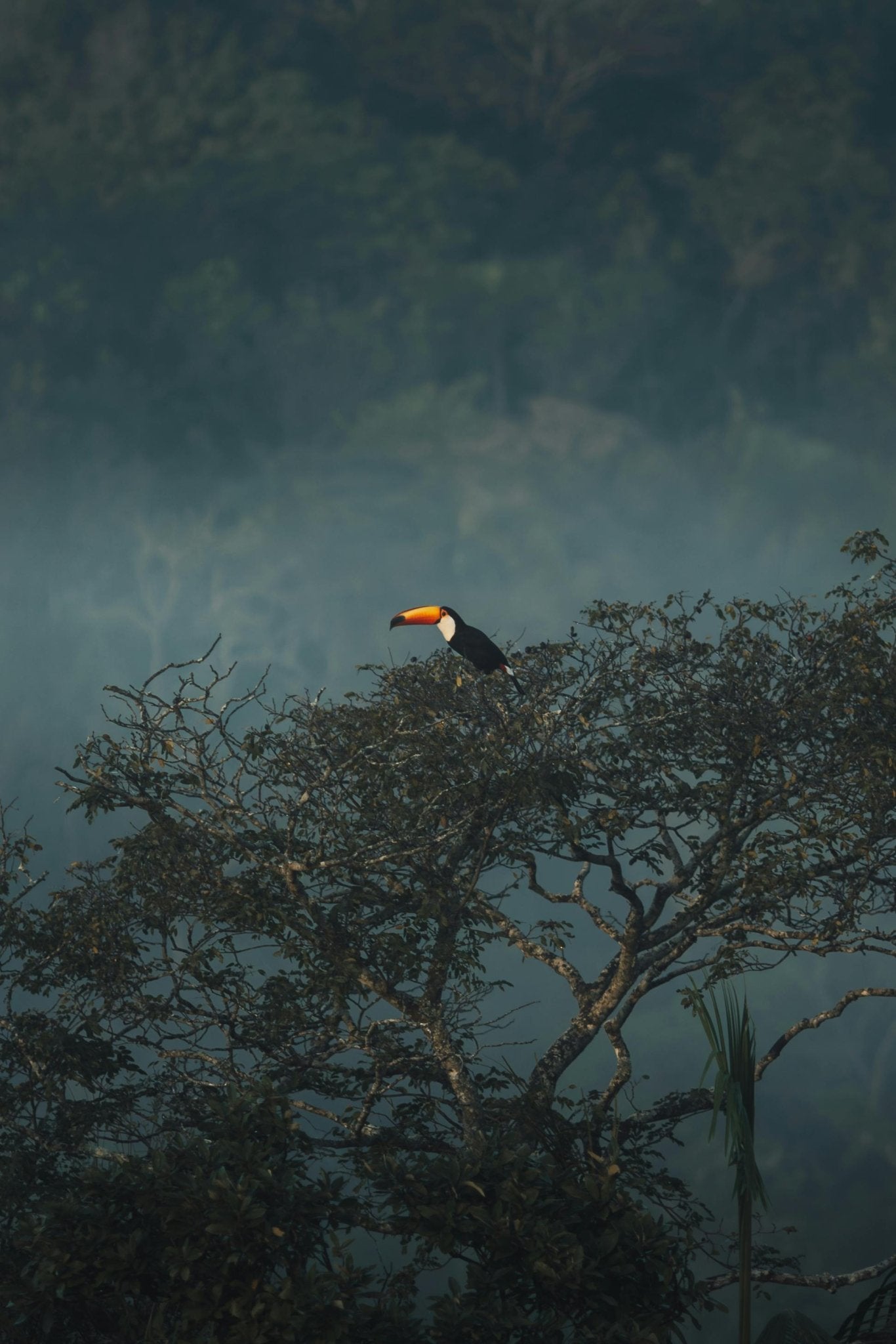 Observación de aves - Birds Watching - Reserva de Guías de Turismo y más servicios - Cataratas del Iguazú
