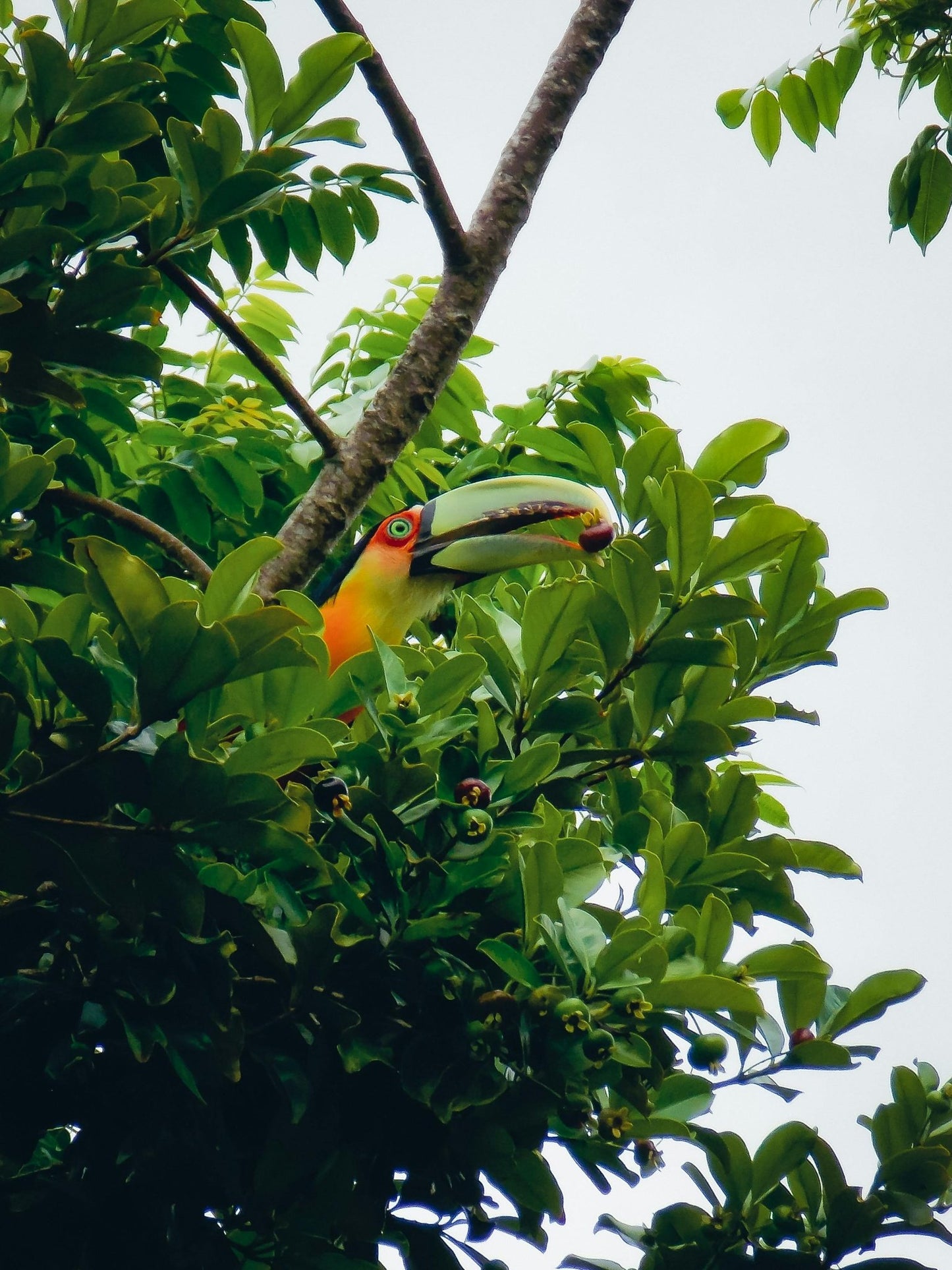 Observación de aves - Birds Watching - Reserva de Guías de Turismo y más servicios - Cataratas del Iguazú