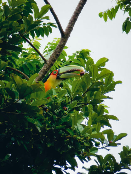 Observación de aves - Birds Watching - Reserva de Guías de Turismo y más servicios - Cataratas del Iguazú