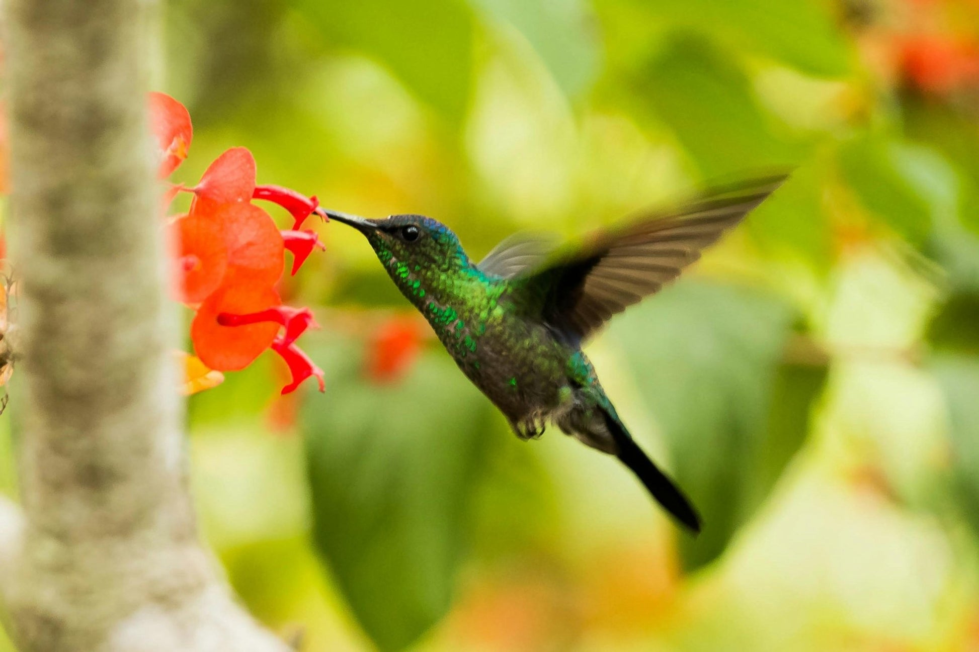 Servicios especiales en toda la región - Reserva de Guías de Turismo y más servicios - Cataratas del Iguazú