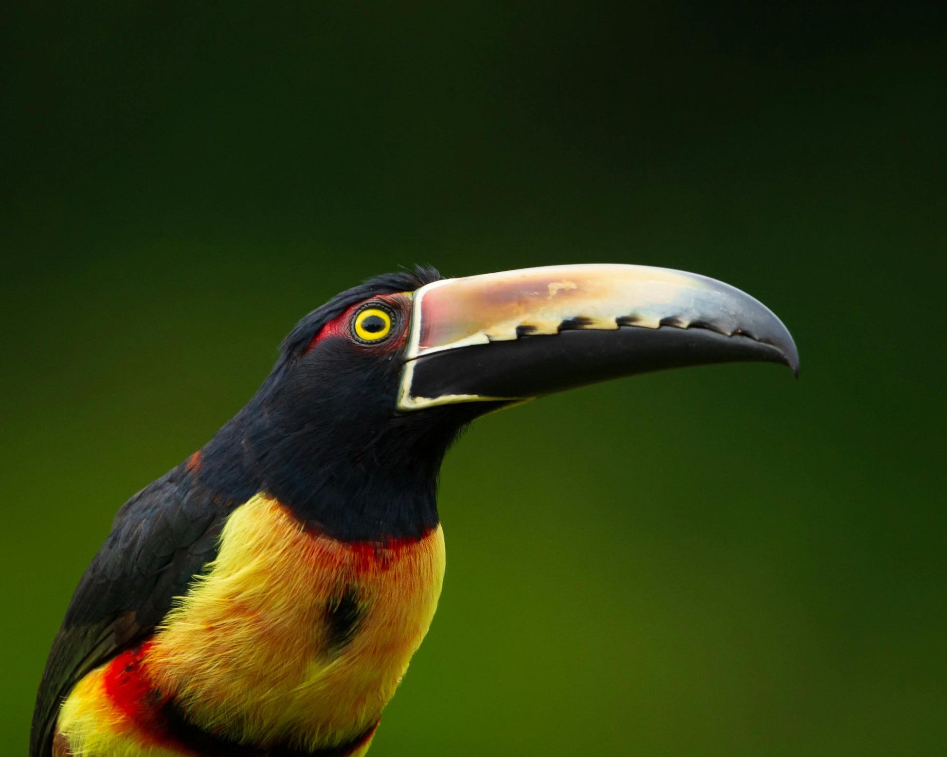 Observación de aves - Birds Watching - Reserva de Guías de Turismo y más servicios - Cataratas del Iguazú
