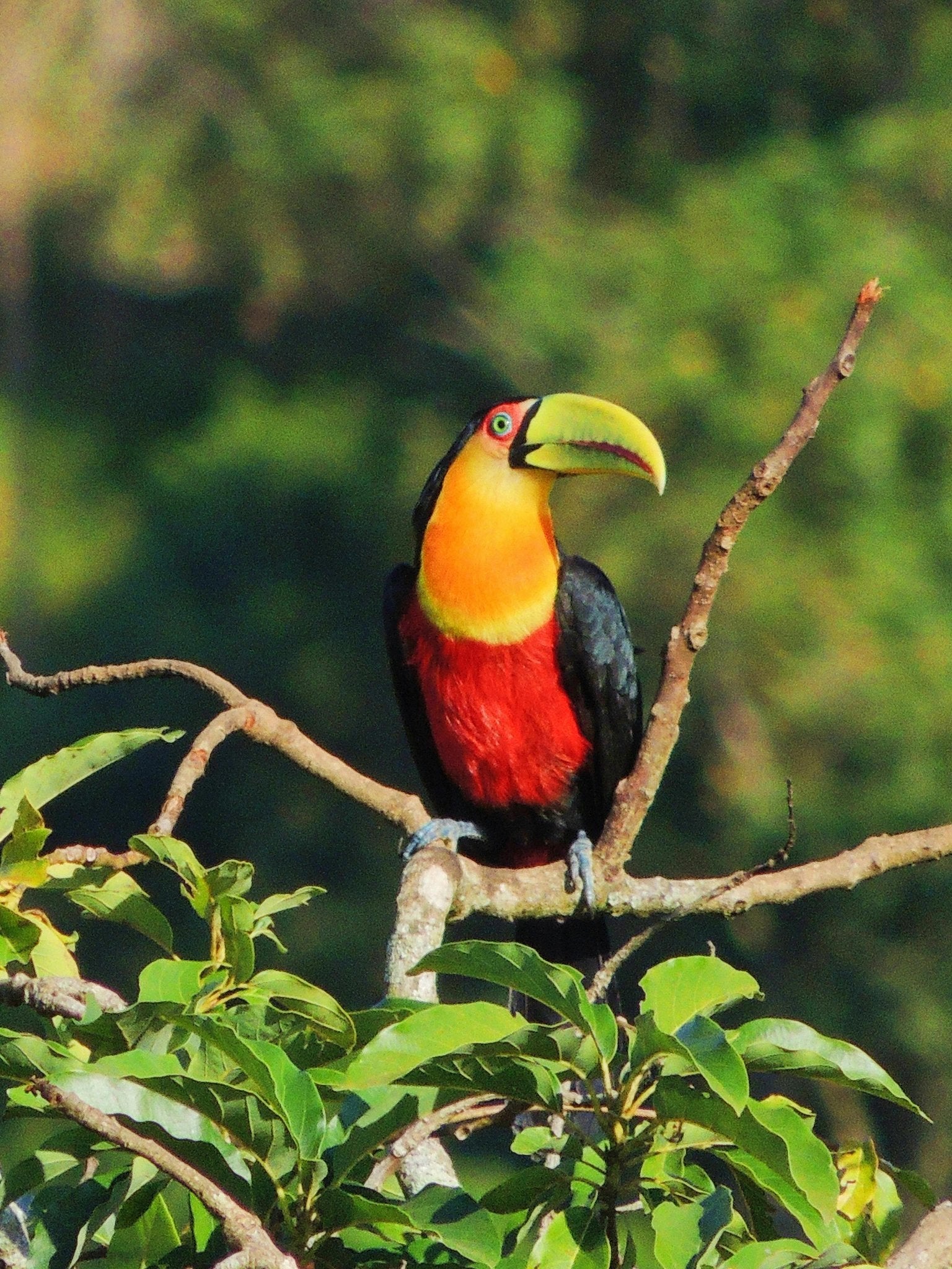 Observación de aves - Birds Watching - Reserva de Guías de Turismo y más servicios - Cataratas del Iguazú