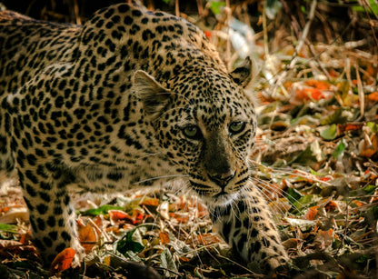 Servicios especiales en toda la región - Reserva de Guías de Turismo y más servicios - Cataratas del Iguazú