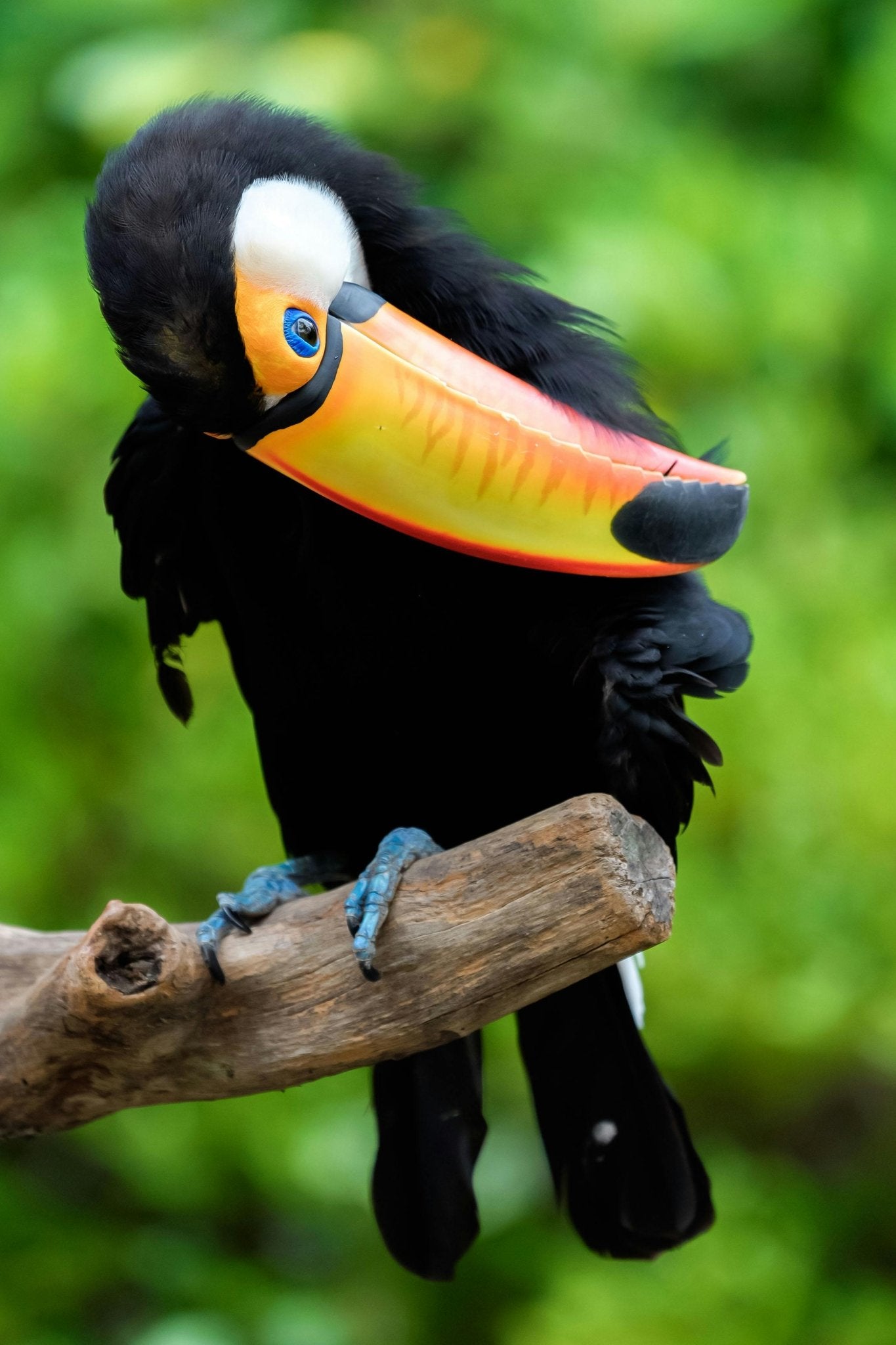 Observación de aves - Birds Watching - Reserva de Guías de Turismo y más servicios - Cataratas del Iguazú