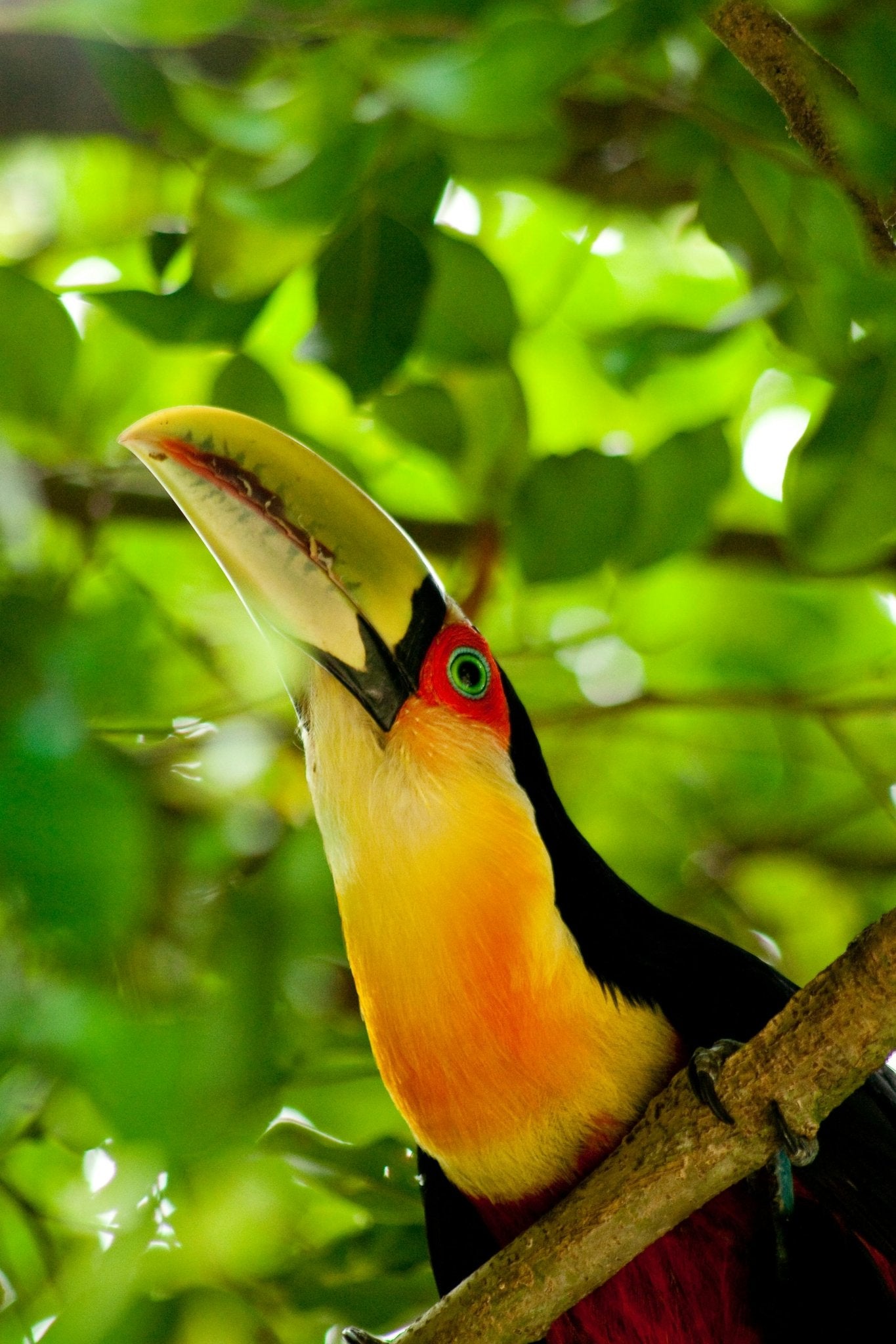 Observación de aves - Birds Watching - Reserva de Guías de Turismo y más servicios - Cataratas del Iguazú