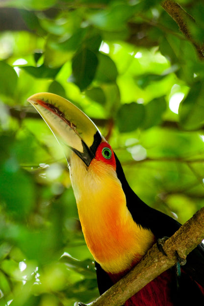 Observación de aves - Birds Watching - Reserva de Guías de Turismo y más servicios - Cataratas del Iguazú