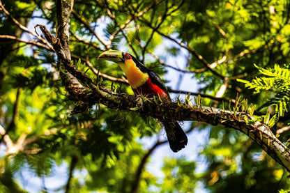 Observación de aves - Birds Watching - Reserva de Guías de Turismo y más servicios - Cataratas del Iguazú
