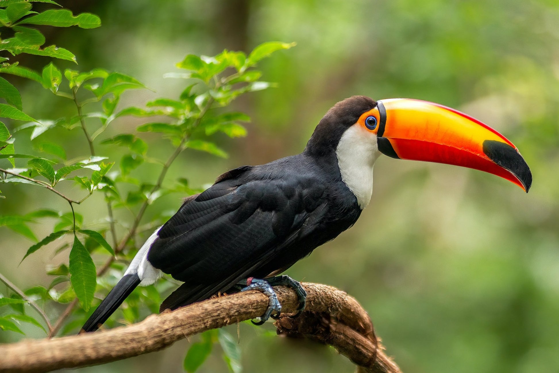 Observación de aves - Birds Watching - Reserva de Guías de Turismo y más servicios - Cataratas del Iguazú