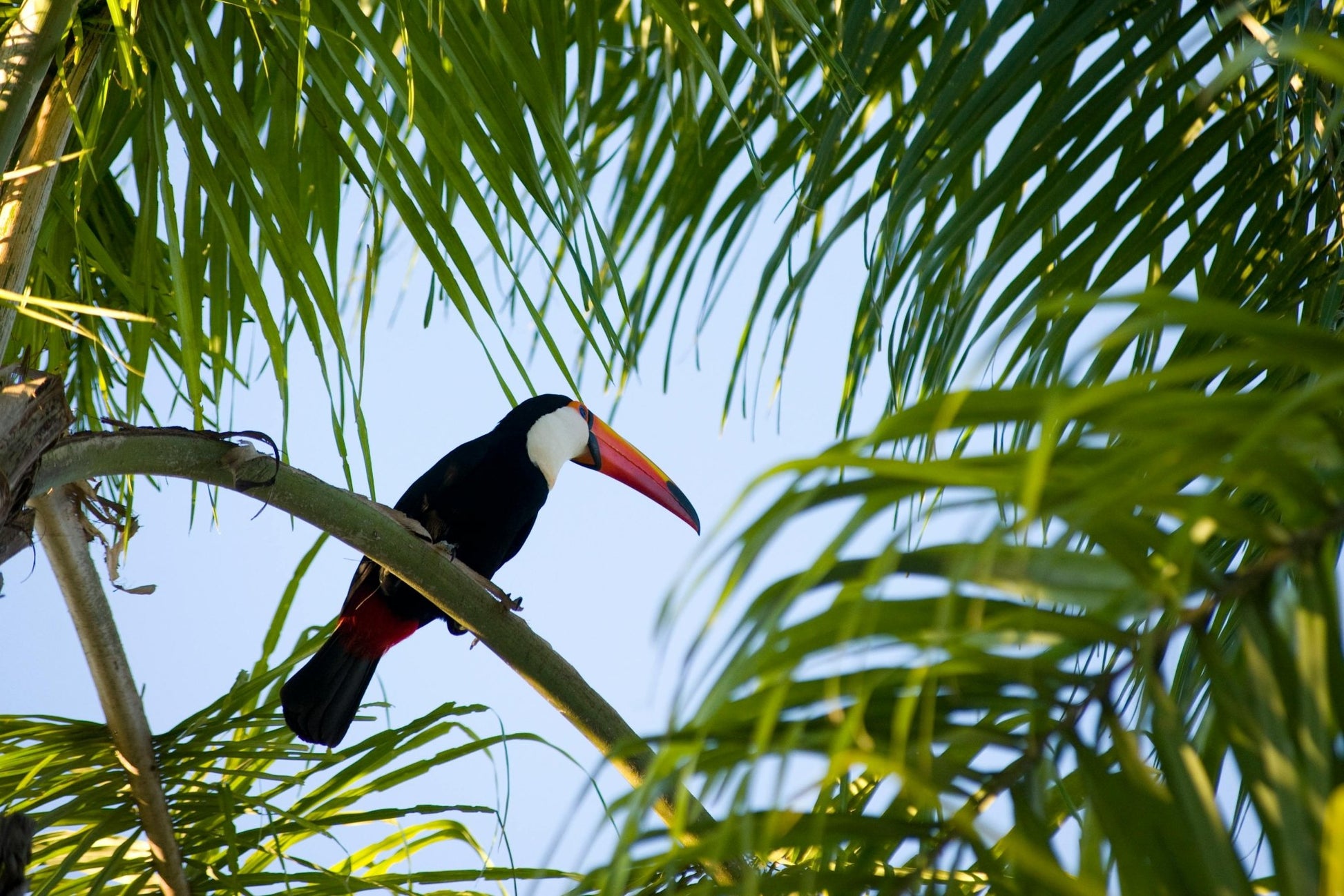 Observación de aves - Birds Watching - Reserva de Guías de Turismo y más servicios - Cataratas del Iguazú